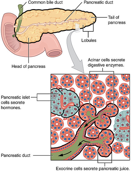 11 12 pancreas