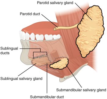 11 4 ghiandole salivari