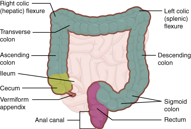 11 9 intestino crasso