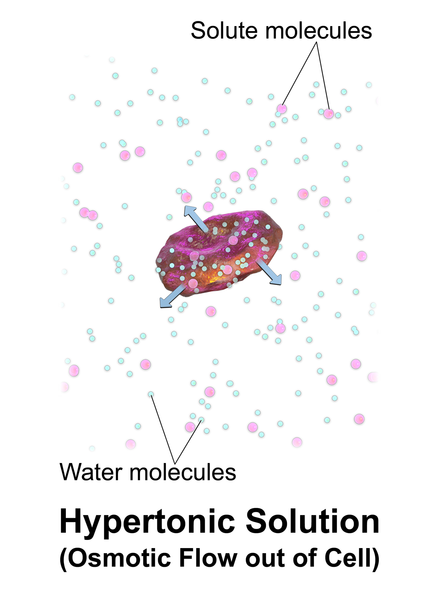 1 6 soluzione ipertonica
