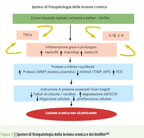 ipotesi fisiopatologia lesione cronica