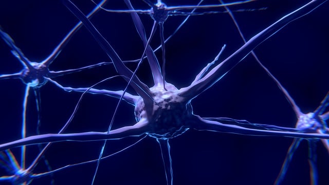 nerve cells 2213009 640