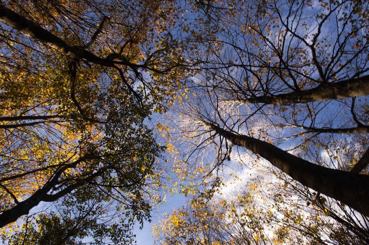 natura