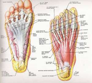 tallone anatomia