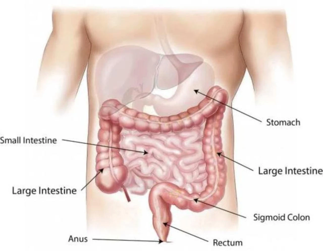 intestino
