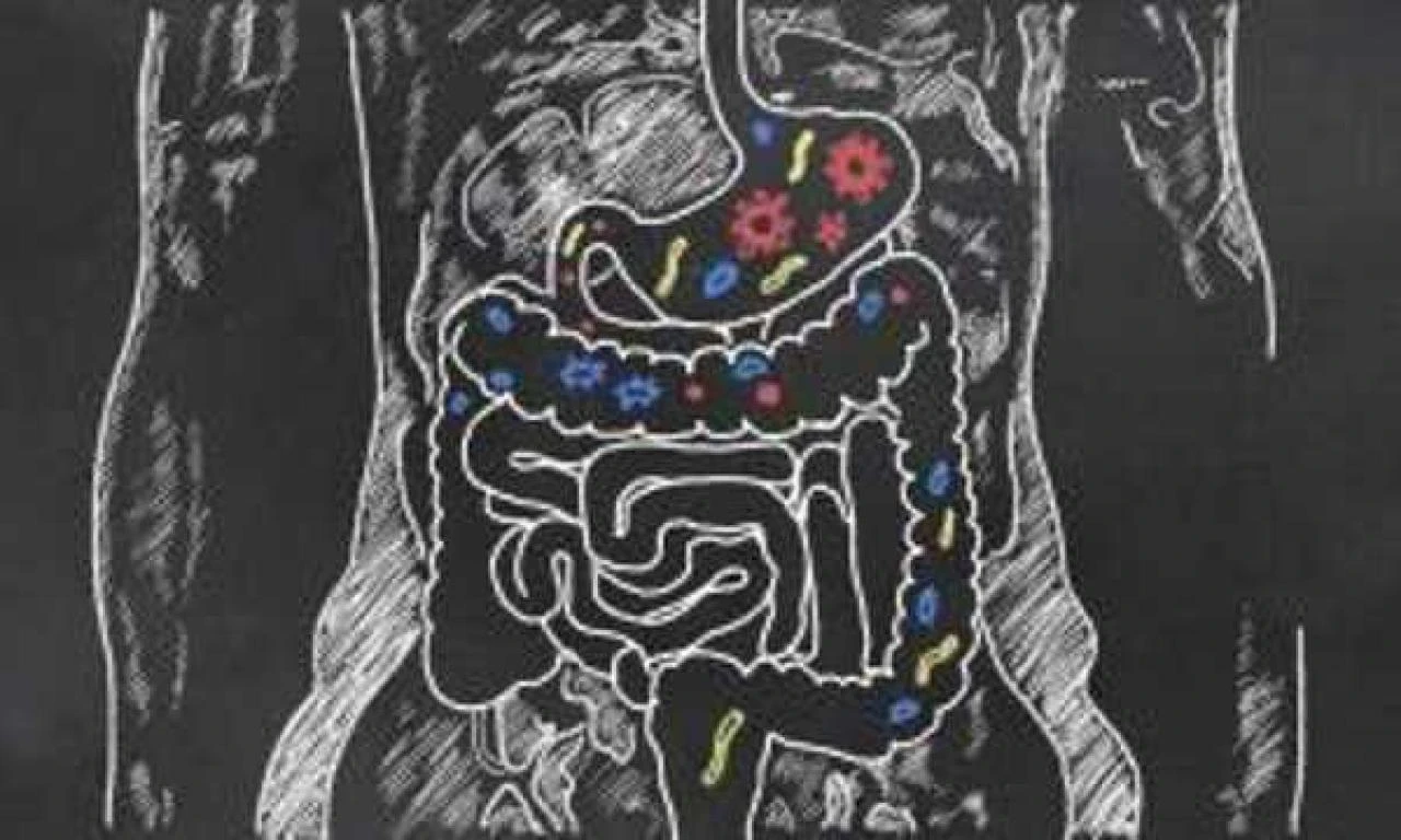 disegno probiotici intestino fb